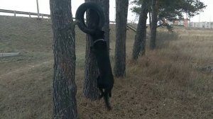 Чёрная немецкая овчарка