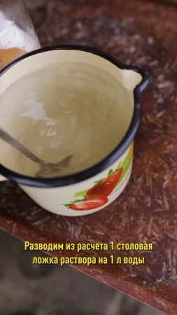Томаты будут крупнее и слаще, если сделаете так! Натуральная подкормка для томатов из скорлупы яиц