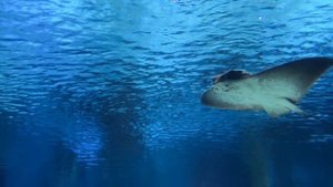 Красота под водой ч16