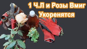 1 ч.л и Розы вмиг Укоренятся. Секреты черенкование и пересадка Осенью роз. Показываю наглядно.