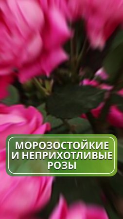 Топ-5 неприхотливых и морозостойких роз 🌹