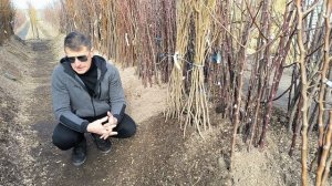 Саженцы киви по самой низкой цене в Украине