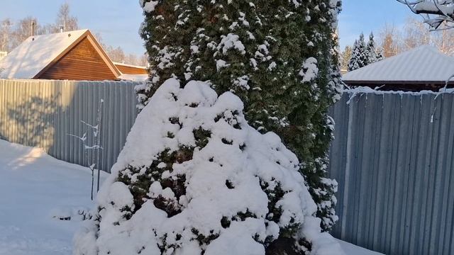 Туи, ели и другие  хвойные растения в нашем зимнем саду