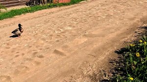 Операция по спасению... Махровый цветок на томатах..
