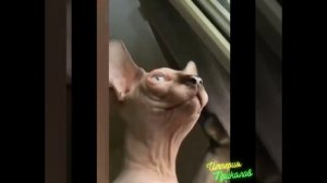 Кошки, Собаки и Тигра!