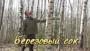 Сбор берёзового сока