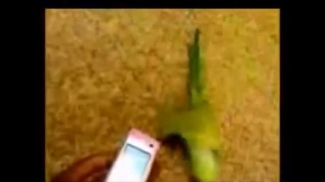 Попугай прикольно танцует ! Dancing parrot ! смотреть онлайн