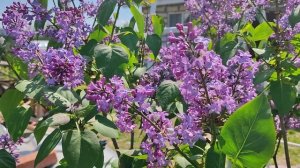 Распускается сирень. Небольшой обзор