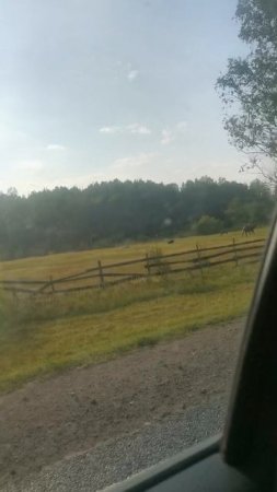 Верблюд в Вологодской области