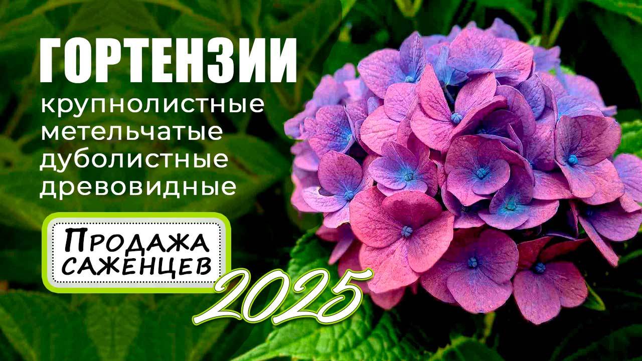 Гортензии крупнолистные, метельчатые, дуболистные, древовидные. Обзор саженцев смотреть онлайн