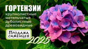 Гортензии крупнолистные, метельчатые, дуболистные, древовидные. Обзор саженцев