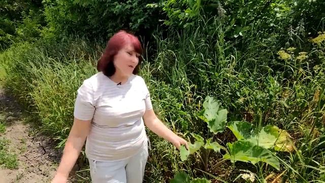 Лопух от ста недуг. Его целебные свойства. рецепты