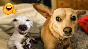 Приколы с котами Угарные коты и собаки заставят вас смеяться до слёз 😂