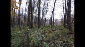 Осеннее безмолвие. Санаторий им.Цурюпы Воронежская область Лиски