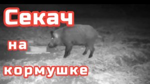 #9 Секач на кормушке |Кадры с фотоловушки