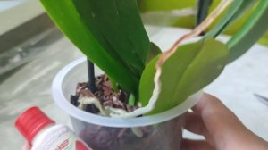 Принесла из магазина вместе орхидеей гада! Обработка!