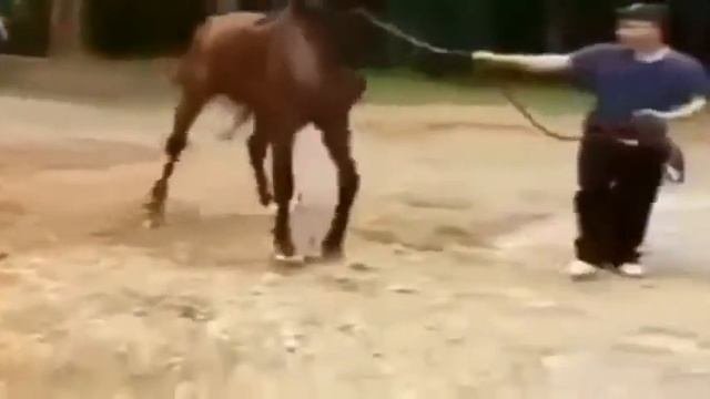BEST VIDEOS OF ANIMALS КАК СПАРИВАЮТСЯ ЛОШАДИ )) ПРИКОЛ СМЕХ ЮМОР 2015_14.07.2015.MP4