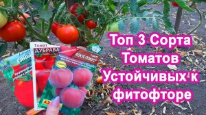 Лучшие 3 сорта Томатов. Урожайные   Мясистые. Раскрываю идеальные помидоры устойчивые к фитофторе.