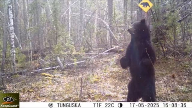 Медведя-стриптизёра, танцующего приватный танец у дерева, заметили в Красноярском крае