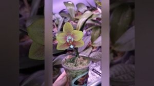 Phal. Joy Sara Lady первый цветочек