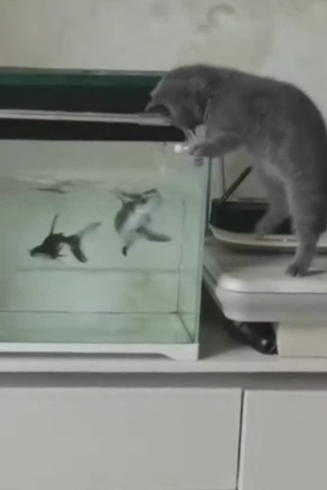 Кто кого хочет съесть?