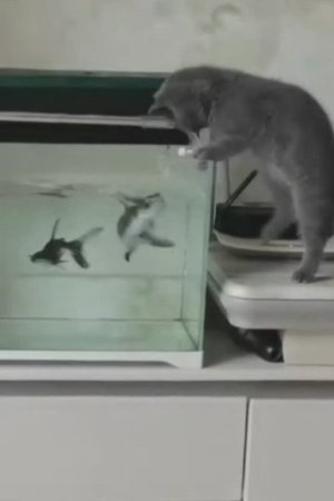 Кто кого хочет съесть?