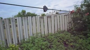 Взял и сделал продуваемый забор из шифера