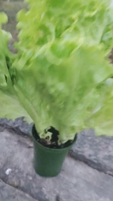 огород на окне смотреть онлайн