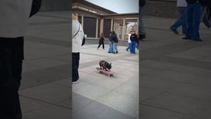 Собака на скейте 🤩