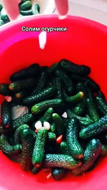 #солим#огурцы#корнишон#мадейра смотреть онлайн