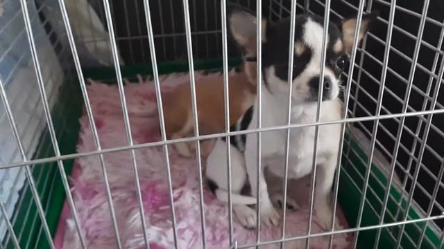 возвращаемся от ветеринара, чипирование это ужас, СимферопольКрым Кастропуло мини собачки смотреть онлайн