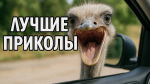 Смех до слёз: лучшие приколы №146