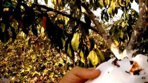 Обработка от вредителей осенью. Защита от кровяной тли - 7 дач