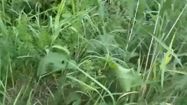 Охота на сурка смотреть онлайн