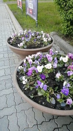 Клумбы на остановке автобуса