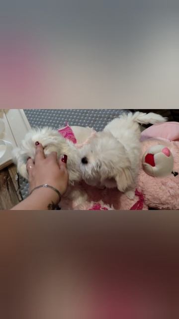Щеночек мальтезе