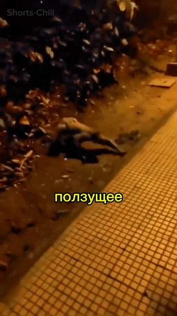 Загадочное существо из видео шокировало интернет! 👺 смотреть онлайн