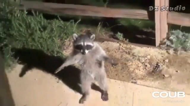 ПРИКОЛЫ и кубЫ, лучшие из лучших Best Coubs смотреть онлайн