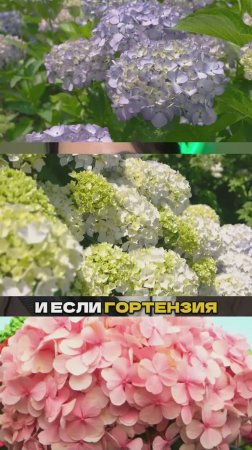 Вы Делаете Это - и Гортензия Не Цветет! ⚠️🌸