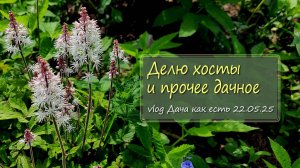 Делю хосты, сажаю их  в контейнеры. И прочие дачные дела / vlog дача как есть 22.05.2025