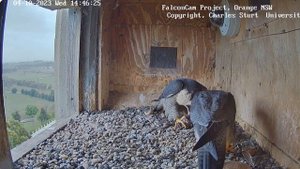 Сапсаны в деле! Родители на охоте – как они кормят своих птенцов