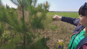 Польза еловых соцветий для здоровья.