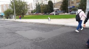 Собака переходит дорогу! Очень мило. (11.09.2018) [архив]