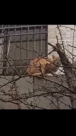 шерстяной бардель