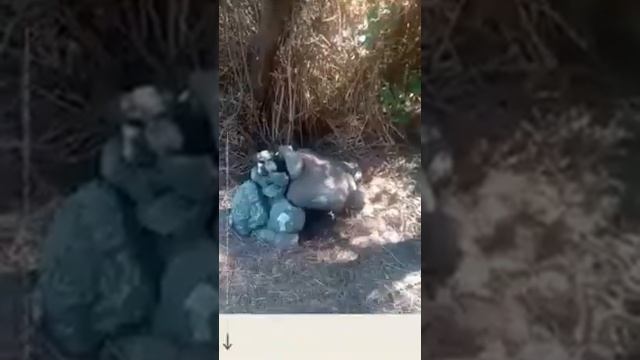 Канарские о-ва Тенерифе пеший маршрут Punto Hidalgo- Carmen