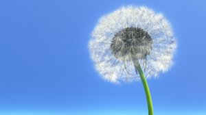 Солнечный одуванчик (песня под гитару)