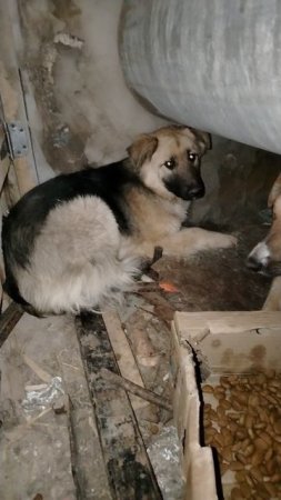 г. Оренбург, отлов, срок пребывания малышки 10 дней