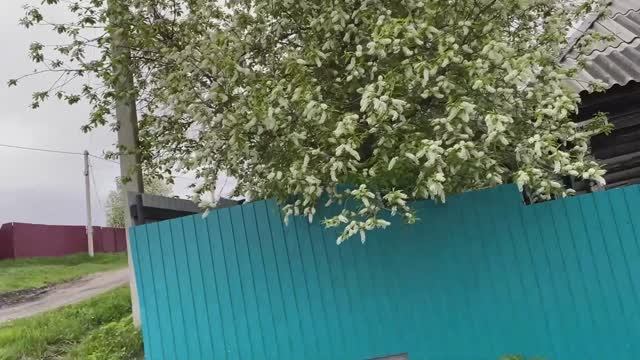 Белая красавица . Ты цвети черемуха душистая. Прогулка по городу Тайга . (домашнее видео ) смотреть онлайн