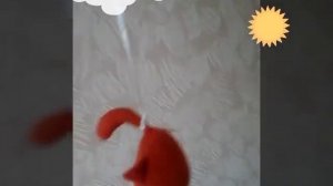 Мини котик теперь космонавт!
