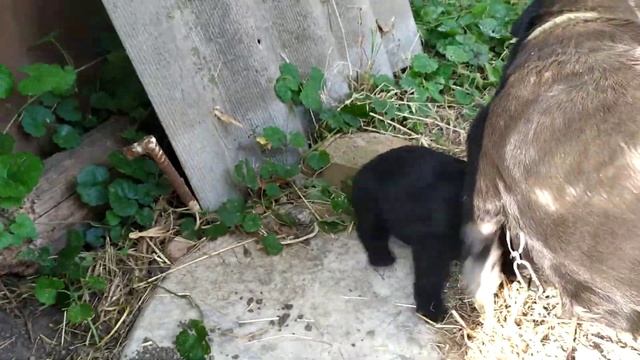 милый щенок смотреть онлайн